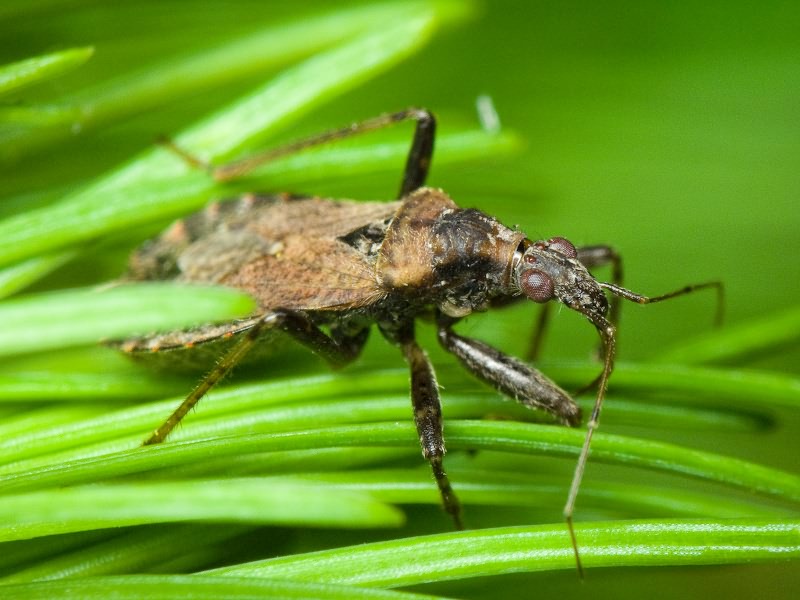 Himacerus mirmicoides (O. Costa, 1834)